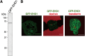 FIG 8