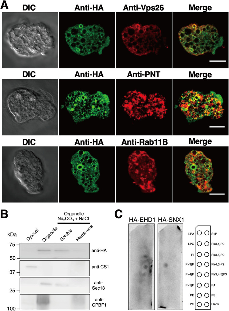 FIG 6