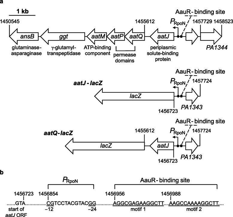 Fig. 1