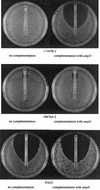 FIG. 2.