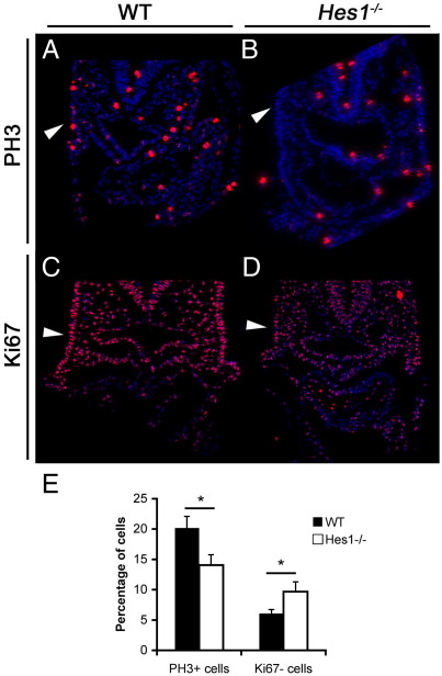 Fig. 7