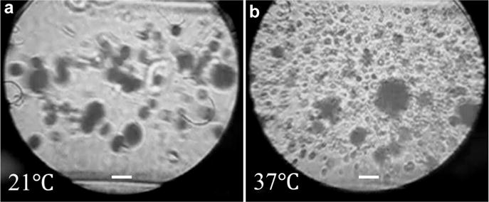 Fig. 8