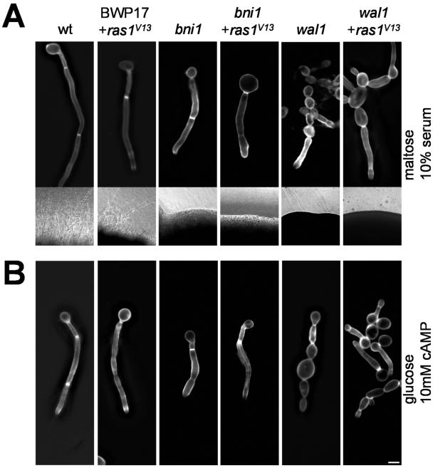 FIG. 7.