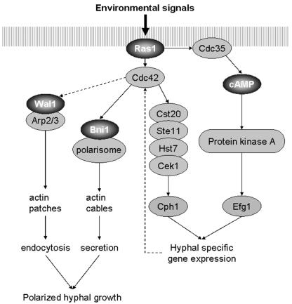 FIG. 8.