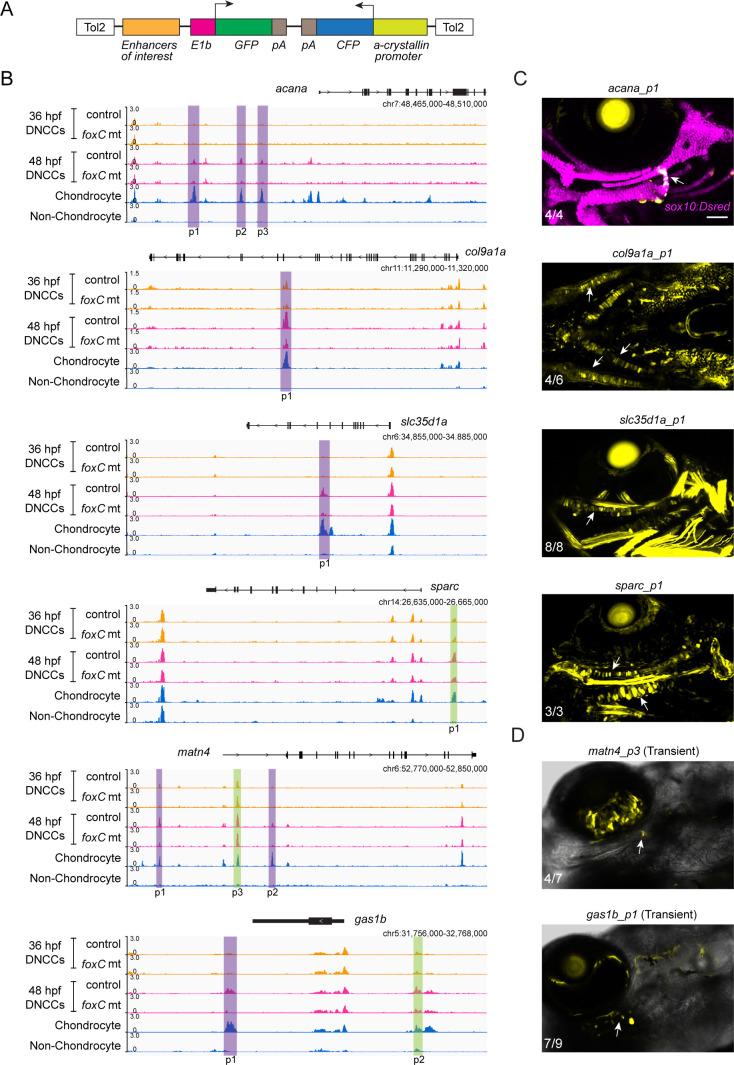 Figure 4—figure supplement 1.