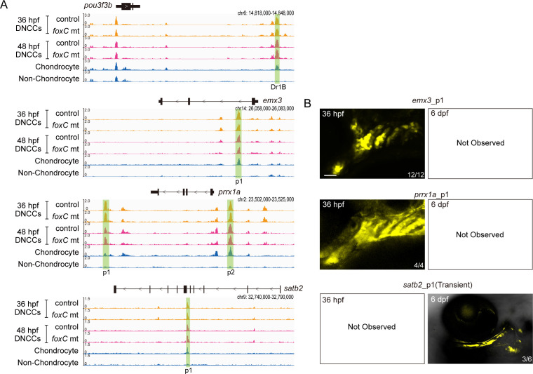 Figure 4—figure supplement 2.