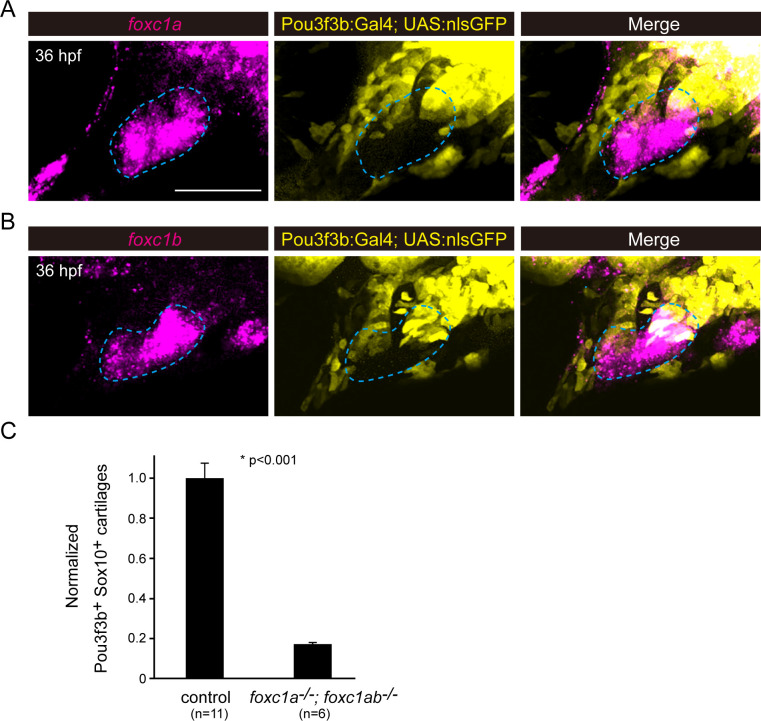 Figure 3—figure supplement 1.