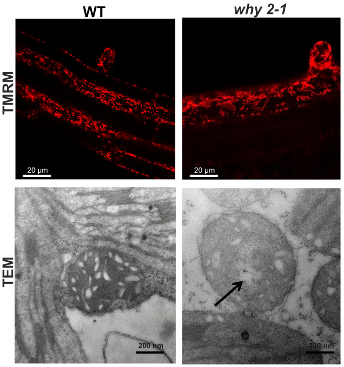 FIGURE 3