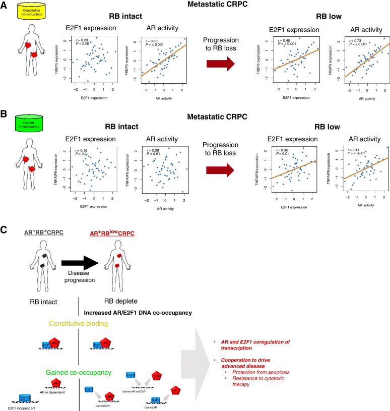 Figure 6. AR/E2F1 coregulated genes correlate with AR activity and E2F1 expression in RB deplete tumors. RNA sequencing from fresh tumor biopsies was performed on patient samples from a novel metastatic CRPC patient cohort from RMH in London, UK (n = 98). The cohort was divided into RB-intact and RB-deplete tumors. A, The expression of FKBP5 (CCB) was examined and compared with expression of E2F1 and activity of AR. A positive correlation was observed when the expression of FKBP5 was compared with the expression of E2F1 in the RB-low tumors (r = 4.5, P < 0.001). When compared with AR activity, a stronger positive correlation between FKBP5 expression and AR activity was observed in the RB-low tumors (RB intact: r = 0.66, P < 0.001; RB low: r = 0.73, P < 0.001). B, The expression of TNFAIP8 (GCB) was also compared with E2F1 expression. Positive correlations between TNFAIP8 and E2F1 expression, and the expression of TNFAIP8 and AR activity, were only observed in RB low tumors (E2F1 expression: r = 0.36, P = 0.01; AR activity: r = 0.41, P < 0.001). C, RB depletion drives an increase in AR and E2F1 co-occupancy on DNA and coregulation of transcription. This co-occupancy can be divided by those sites that gained binding and those that maintained binding before and after RB loss. This co-occupancy promotes AR and E2F1 coregulated transcription, providing a protection from TNFα-induced apoptosis.