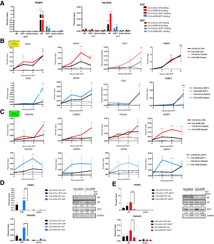 Figure 3. AR and E2F1 binding at co-occupied sites is codependent. A, AR and E2F1 binding in C4-2-shCon and C4-2-shRB models after 72 hours androgen depletion and 3-hour 10 nmol/L DHT-treated conditions. B, AR and E2F1 CCB at increasing time points (0, 1, 2, 3 hours) following 10 nmol/L of DHT treatment in C4-2-shCon and C4-2-shRB models. Significance is defined by + for C4–2-shCon and * for C4–2-shRB. C, AR and E2F1 GCB at increasing time points (0, 1, 2, 3 hours) following 10 nmol/L of DHT treatment in C4-2-shCon and C4-2-shRB models. D, E2F1 binding following 72 hours of AR transient knockdown and 3 hours of 10 nmol/L DHT treatment in C4-2-shCon and C4-2-shRB models. Immunoblot validating knockdown protein is shown with quantification. E, AR binding following 72 hours of E2F1 transient knockdown and 3 hours of 10 nmol/L DHT treatment in C4-2-shCon and C4-2-shRB models. Immunoblot is shown with quantification. Significance is displayed for each cell line as siE2F1/siAR compared with sictl; *, P < 0.05; **, P < 0.01; ***, P < 0.001; ****, P < 0.0001.