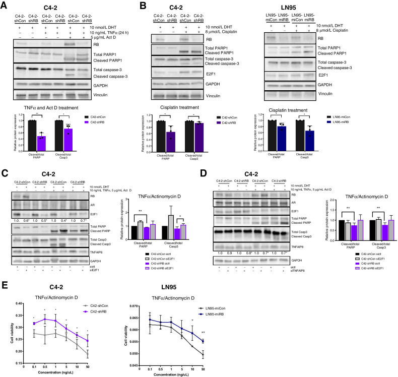 Figure 5. RB depletion results in protection from TNFα-induced apoptosis through AR/E2F1 coregulation of TNFAIP8. A, Western blot after treatment with 10 ng/μL TNFα protein and 5 μg/μL actinomycin D in C4-2-shCon and C4-2-shRB models. Quantification of cleaved/total caspase-3 and PARP is shown. B, Western blot after treatment with 8 μmol/L cisplatin treatment in C4-2– and LN95-derived models of RB depletion. Quantification of cleaved/total caspase-3 and PARP is shown. C and D, Western blot after treatment with 10 ng/μL TNFα protein and 5 μg/μL actinomycin D treatment following 72 hours of E2F1 (C) and TNFAIP8 transient knockdown (D). C4-2-shCon and C4-2-shRB models were treated with 10 nmol/L DHT for 24 hours following 72 hours in CDT. Quantification of cleaved/total caspase-3 and PARP is shown. E, Cytotoxicity assay in C4-2– and LN95-derived models in response to treatment with varying concentrations of TNFα protein (0.1–50 ng/μL) and 5 μg/μL of actinomycin D. Significance displayed below blots is relative to each cell line sictl: *, P < 0.05; **, P < 0.01.