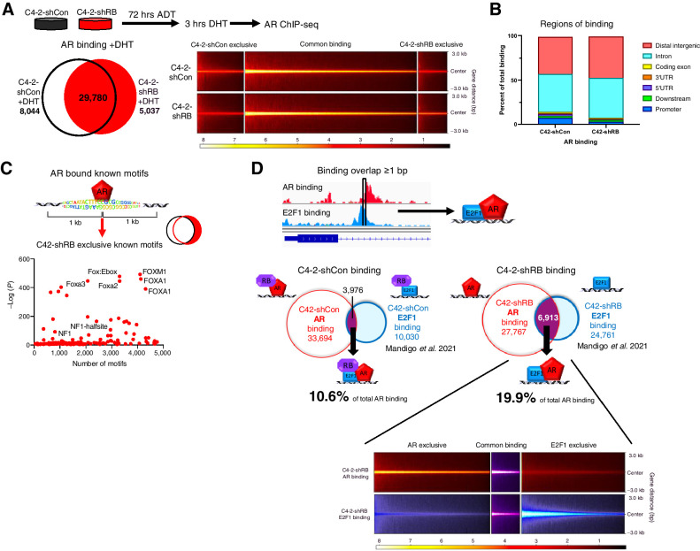 Figure 1. RB depletion reprograms AR binding promoting increased AR and E2F1 co-occupancy. A, AR ChIP-seq performed in the C4-2-shCon and C4-2-shRB models after 72 hours of androgen depletion and 3 hours of DHT stimulation. Number of binding sites in each condition is shown via Venn diagram (left), along with binding intensity (right). B, Regions of AR binding for each model were determined using the cis-regulatory element annotation system (CEAS) package. Binding regions are represented as a percentage of total binding. C, Known motif analysis within a 1 kb window from the center of AR binding exclusively after RB1 depletion in the C4-2-shRB model. Top motifs enriched are labeled. D, AR binding compared with previously published E2F1 binding in the C4-2-shCon and C4–2-shRB models (Mandigo et al., 2021; ref. 19). Common binding is defined as binding overlap of one or more base pairs. Number of binding sites for AR and E2F1 are displayed for each model. Binding intensities are also shown (bottom).