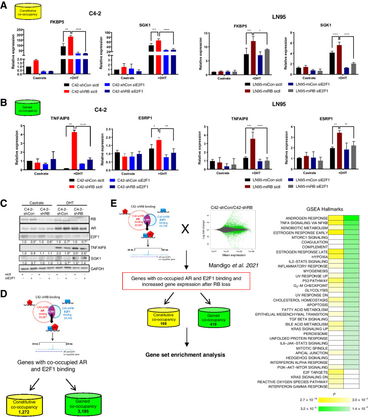 Figure 4. AR and E2F1 coregulate transcription after RB depletion in CRPC. A and B, Transcriptional analysis of select genes with co-occupied AR/E2F1 binding from each subgroup of co-occupancy in C4-2 and LN95-derived models. Cells were deprived of androgens for 72 hours and harvested (castrate) or treated with 10 nmol/L DHT for 16 hours (DHT) and treated with either scrambled siRNA (sictl) or siE2F1. C, Protein expression is shown after 24 hours (DHT) in C4-2-shCon and C4-2-shRB models. D, AR/E2F1 co-occupied binding after RB depletion in C4-2–derived models was mapped to potential target genes with TSS within 30 kb of the co-occupied binding site. Genes were categorized by mechanism of binding. E, Genes with an AR/E2F1 co-occupied binding site with 30 kb of the TSS were overlapped with genes altered from previously published RNA-seq after RB depletion (Mandigo et al., 2021; ref. 19). GSEA Hallmark pathway analysis was performed based on subgroup of binding. Pathways are shown. Significance is displayed for each cell line as siE2F1 compared with sictl; *, P < 0.05; **, P < 0.01; ***, P < 0.001; ****, P < 0.0001, or as shRB/miRB compared with shCon/miCon; +, P < 0.05; ++, P < 0.01; +++, P < 0.001; ++++, P < 0.0001.