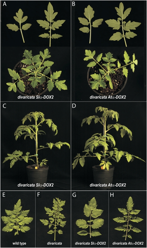 Figure 6.