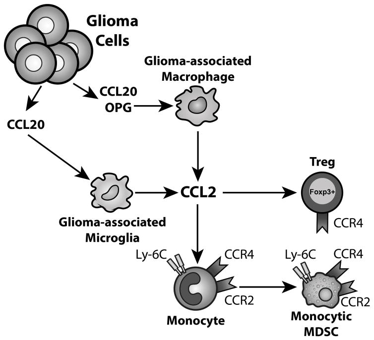 CCL2 produced by the glioma microenvironment is essential for the ...