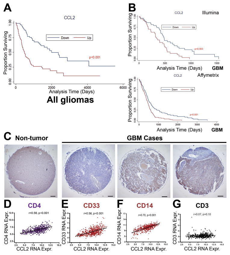 CCL2 produced by the glioma microenvironment is essential for the ...