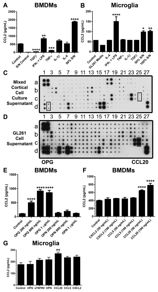 CCL2 produced by the glioma microenvironment is essential for the ...