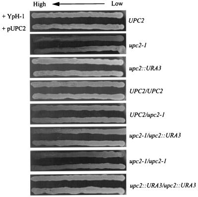 FIG. 3