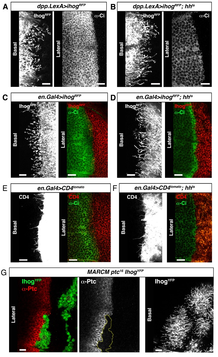 Figure 5—figure supplement 2.