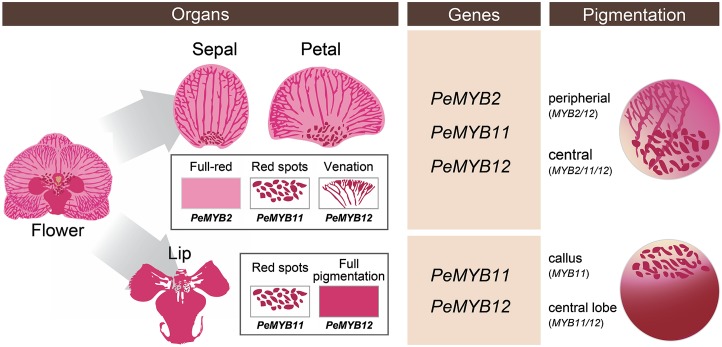 Figure 12.