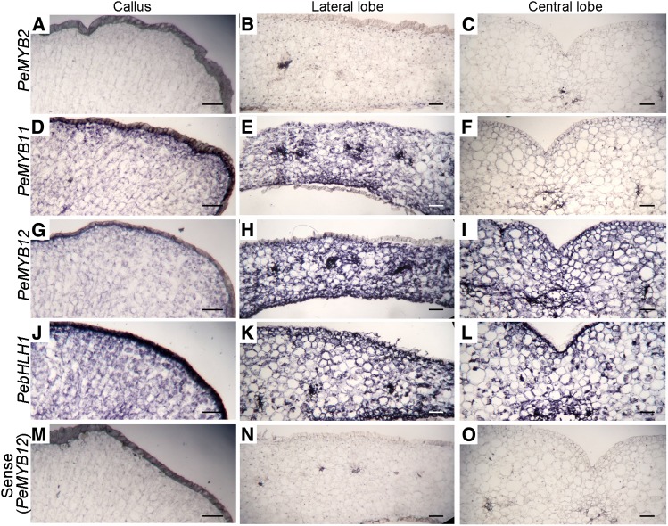 Figure 10.