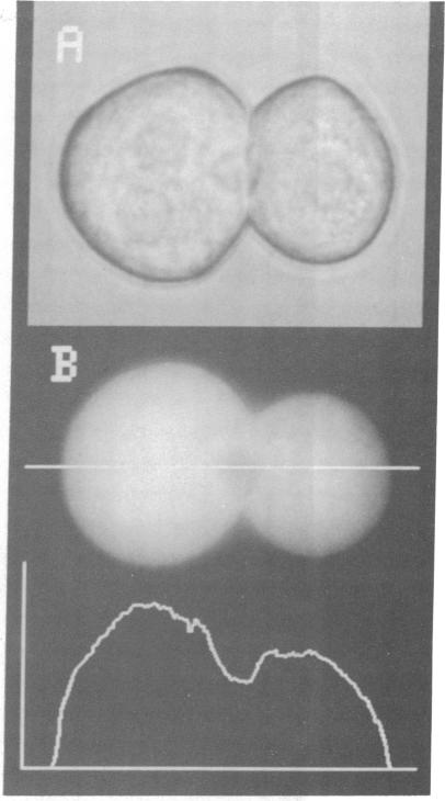 graphic file with name pnas01034-0313-a.jpg