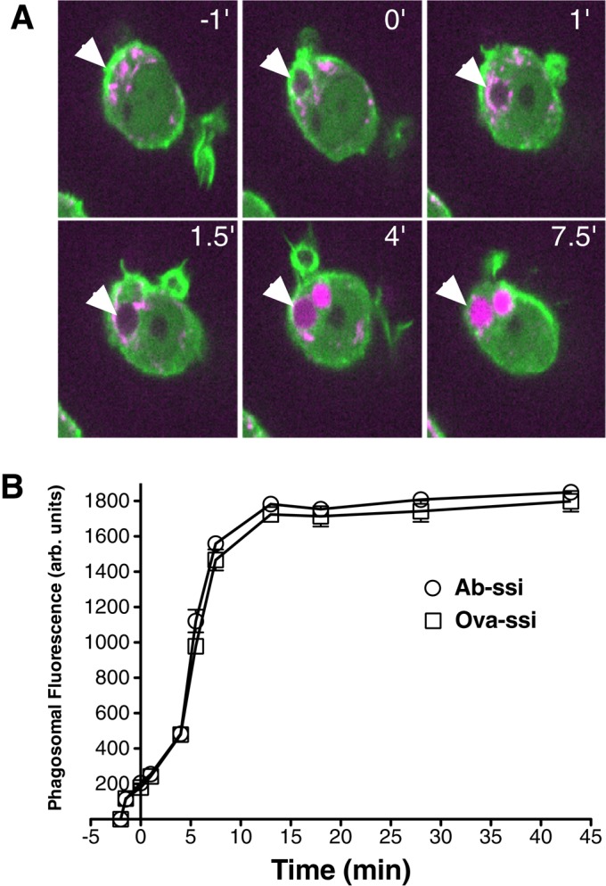 FIGURE 6: