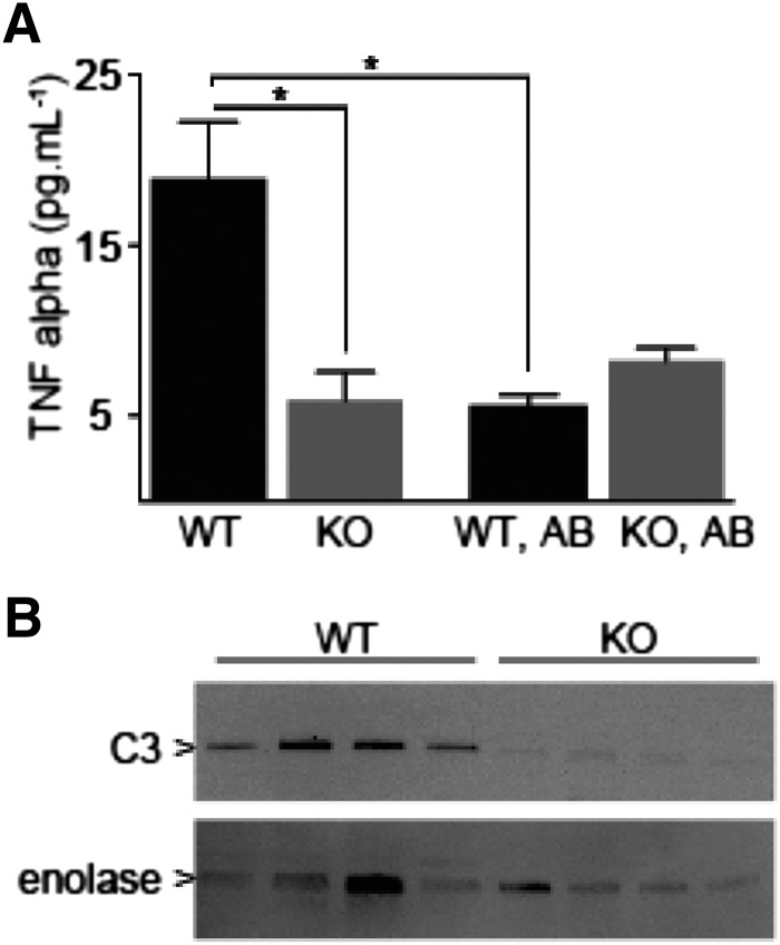 Fig. 5.