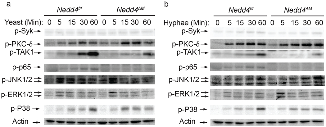 Figure 6: