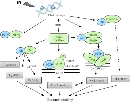 Fig. P1.