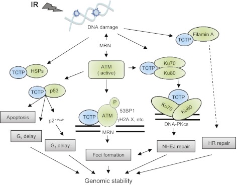 Fig. 7.