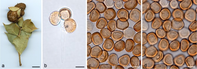 Fig. 11