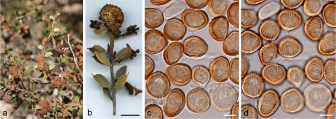 Fig. 10
