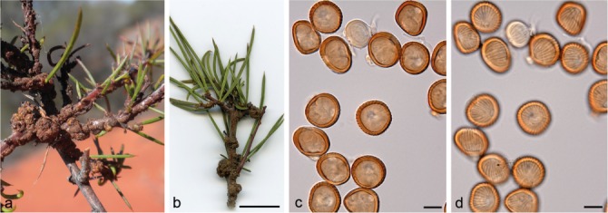 Fig. 18