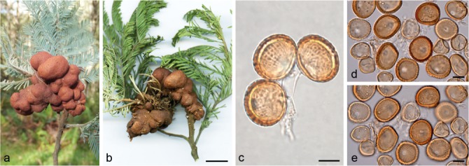 Fig. 13
