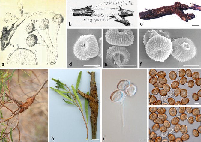 Fig. 17