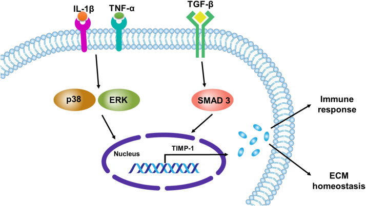 Fig 2: