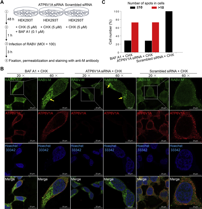 Figure 4