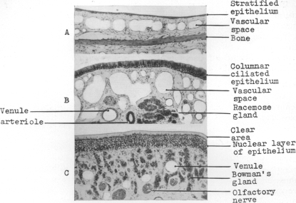 Fig. 15