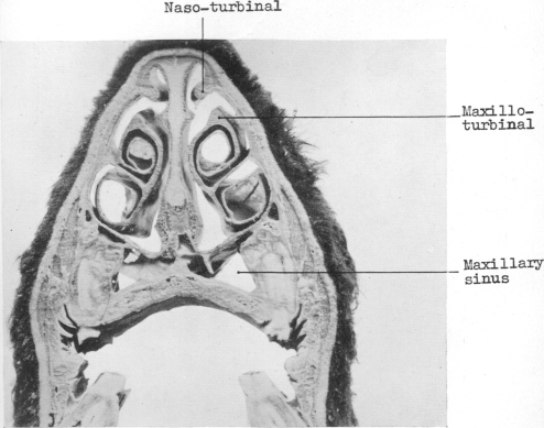 Fig. 19