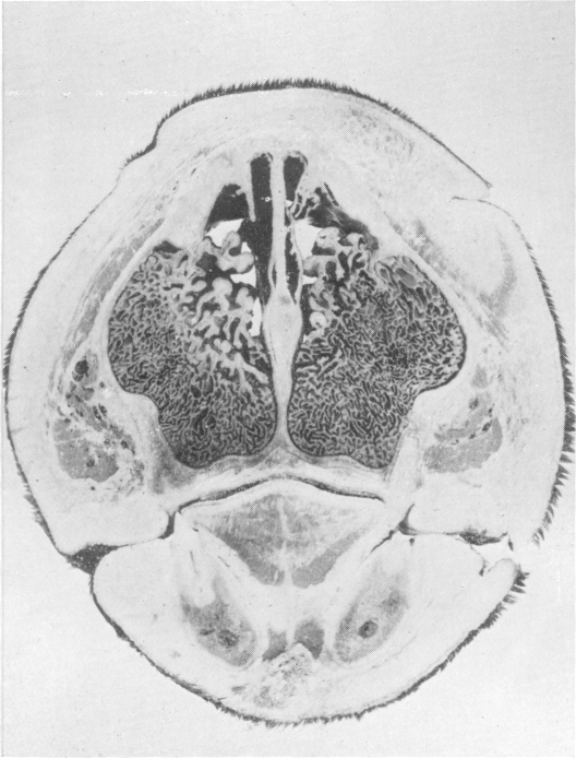 Fig. 22