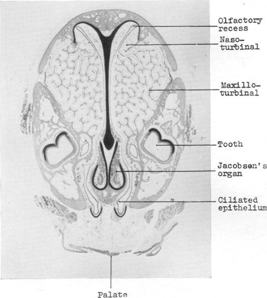 Fig. 18