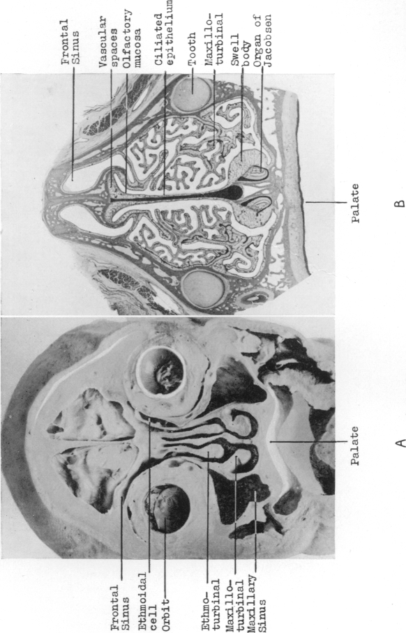 Fig. 20