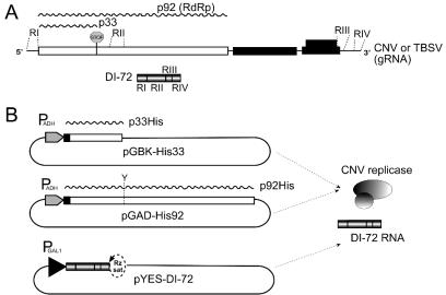 FIG. 1.