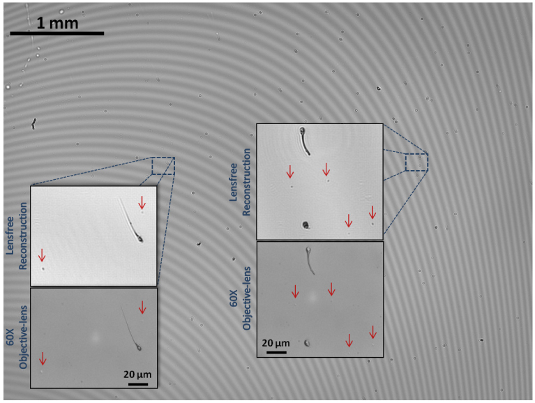 Fig. 6