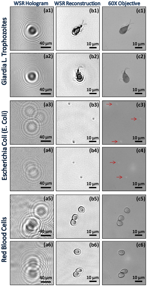 Fig. 2