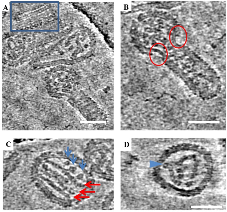 Figure 5