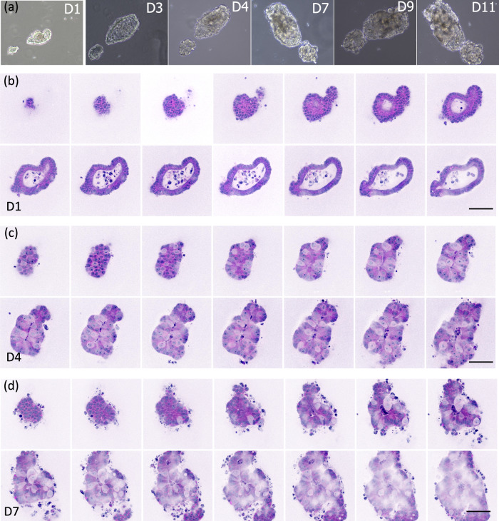 Fig. 2