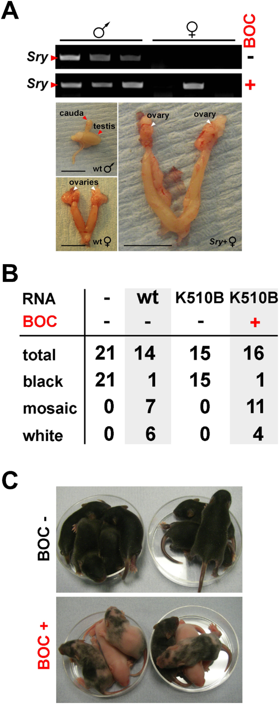 Figure 5