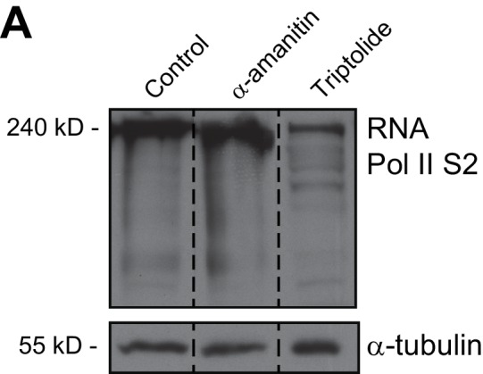 Figure 5—figure supplement 1.